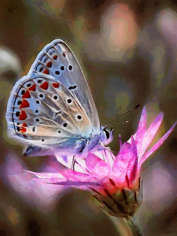 голубянка бабочка