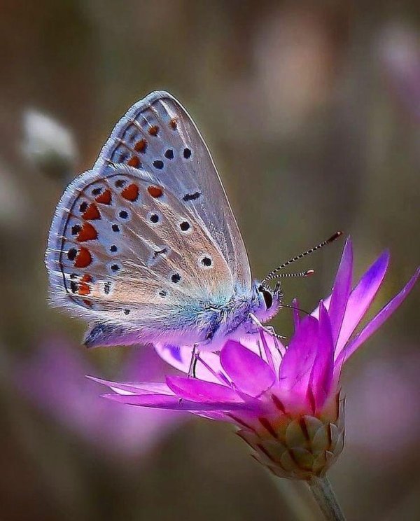 голубянка аргус