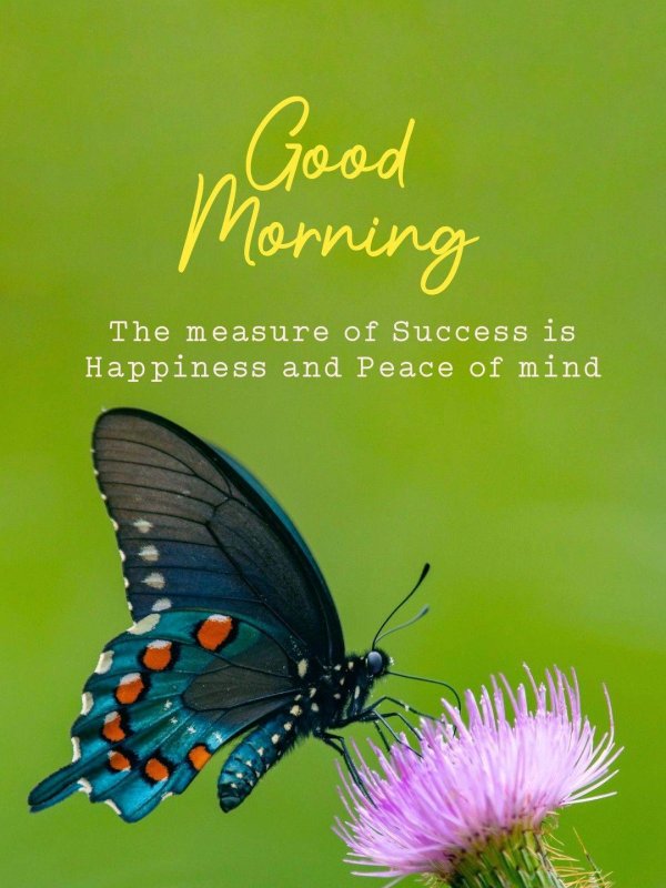 pipevine swallowtail