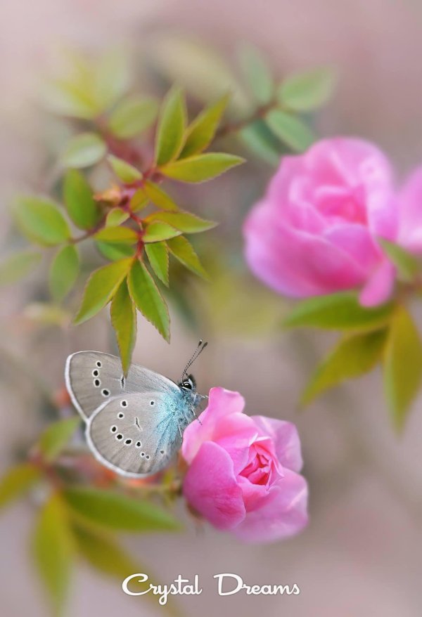 цветы нежность