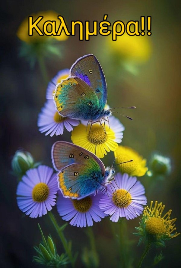 цветы летние