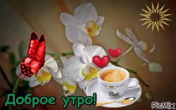 с добрым утром бабочки