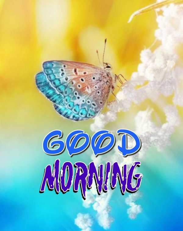 нежные бабочки