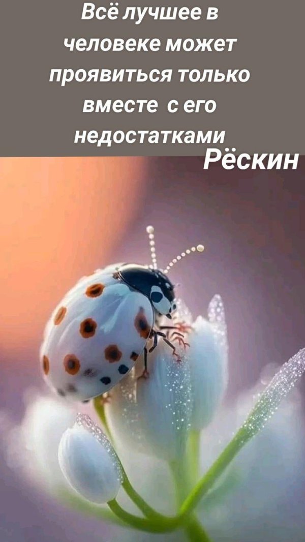 божие коровки