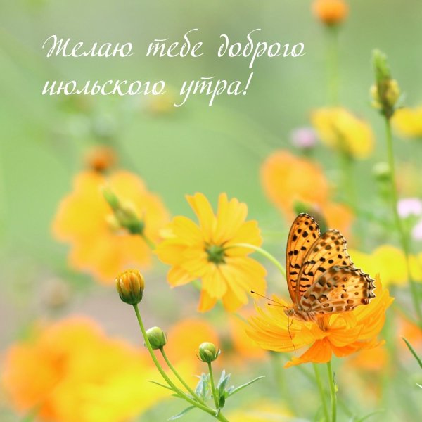 летние цветы