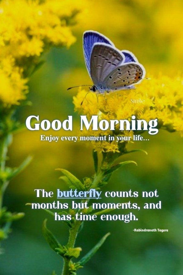 бабочки в природе