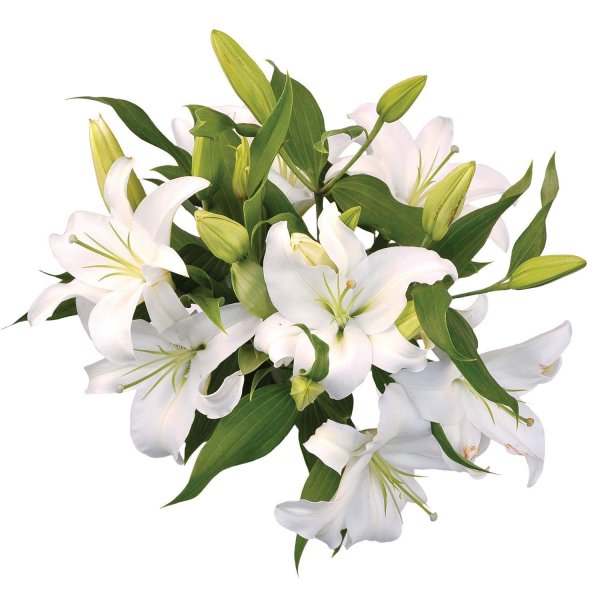 фанбург лилии