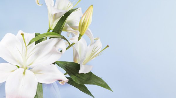 белая лилия