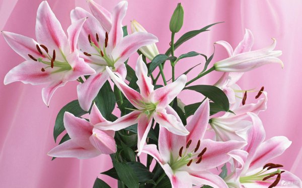 лилии розелли натали