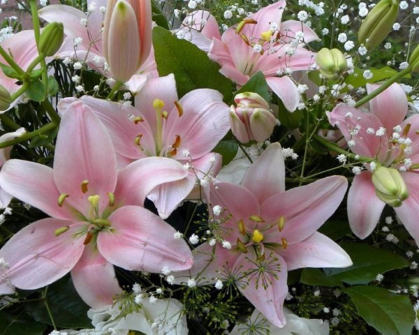 лилия фловер пинк