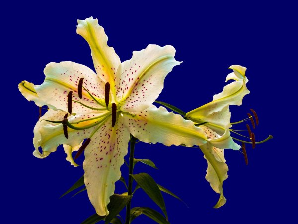 лилия перпл уайт