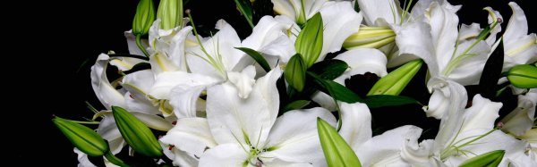 белая лилия