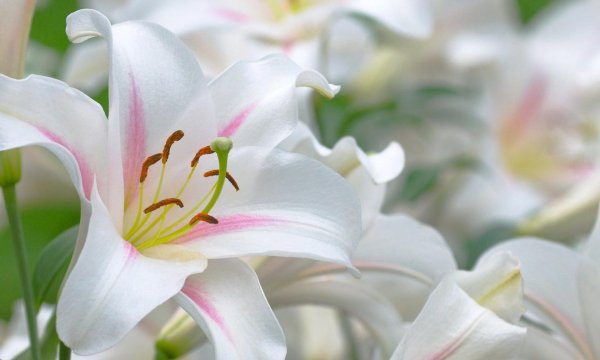 лилия toscanini