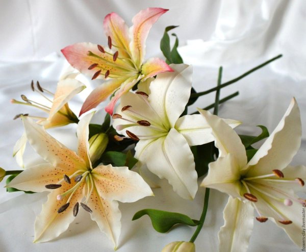 лилии цветок