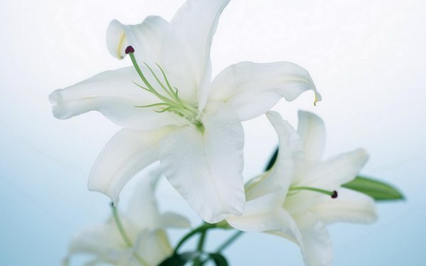 лилия белоснежная кандидум