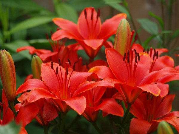 лилия азиатская лаинхат