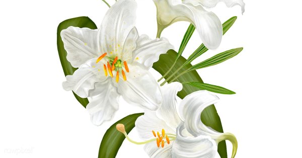 белая лилия