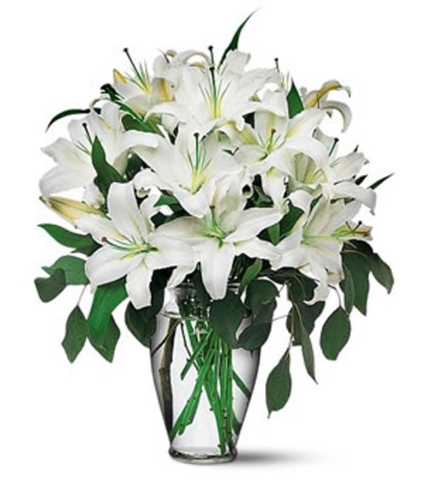 лилия эмейзинг грейс