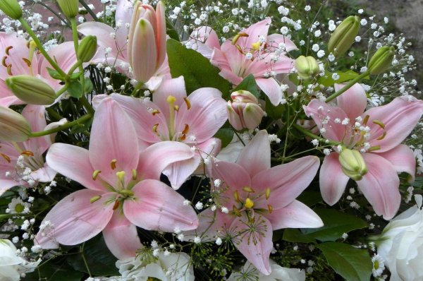 лилия фловер пинк