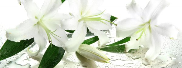 белая лилия