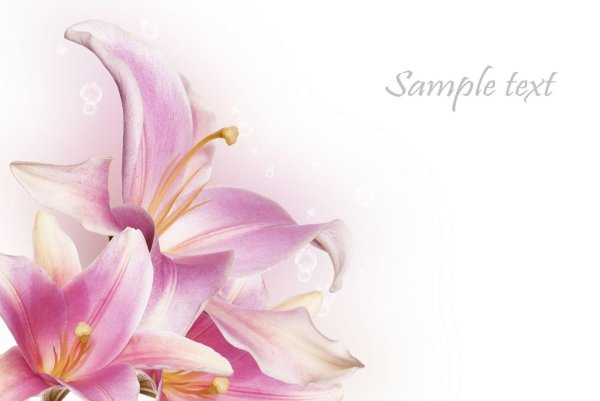 розовая лилия