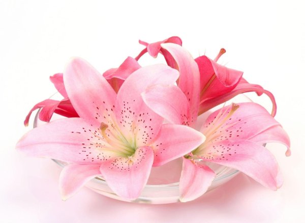 розовая лилия