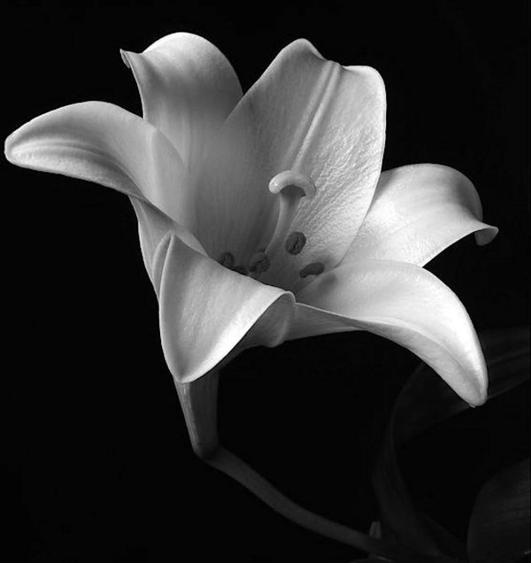 лилия уайт браш