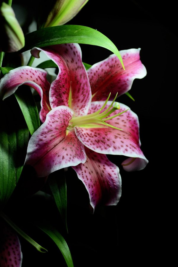 лилия восточная старгейзер