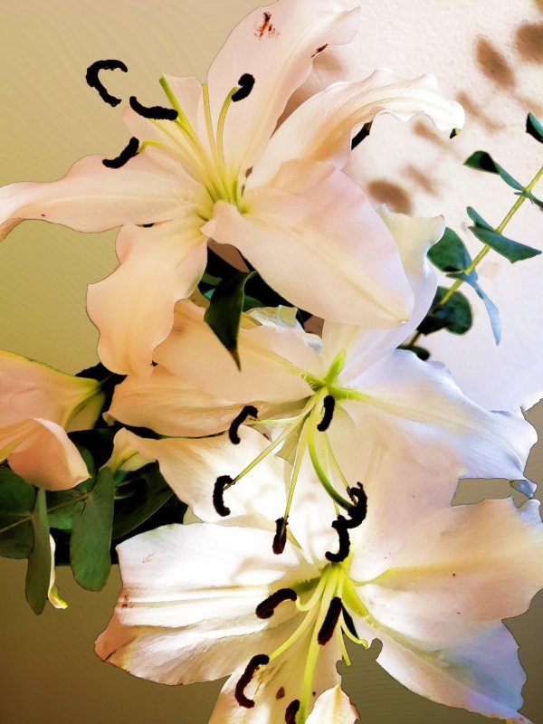 белая лилия