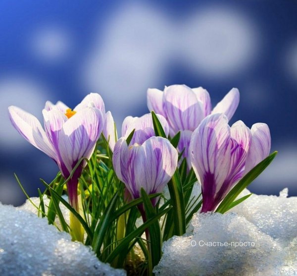 крокус весенний