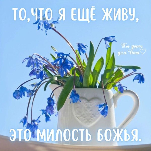 голубые первоцветы пролески