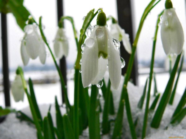 подснежник галантус кавказский