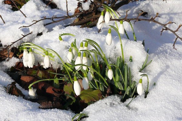чайковский подснежник