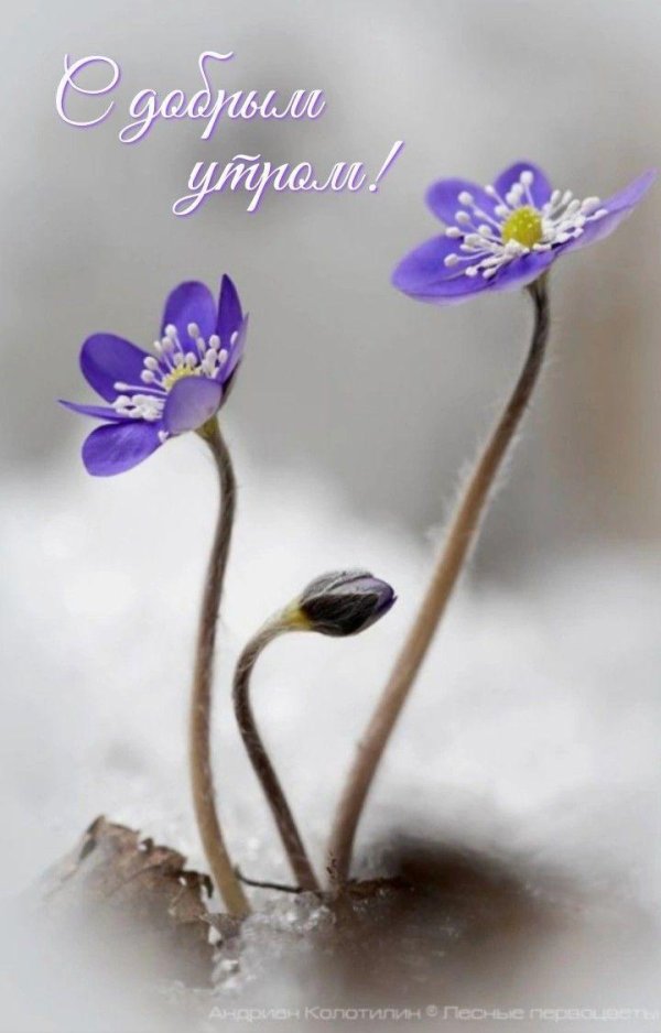 печеночница благородная