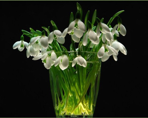 красивые подснежники