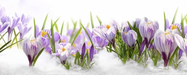 цветок крокус