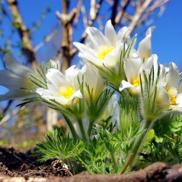 сон трава прострел