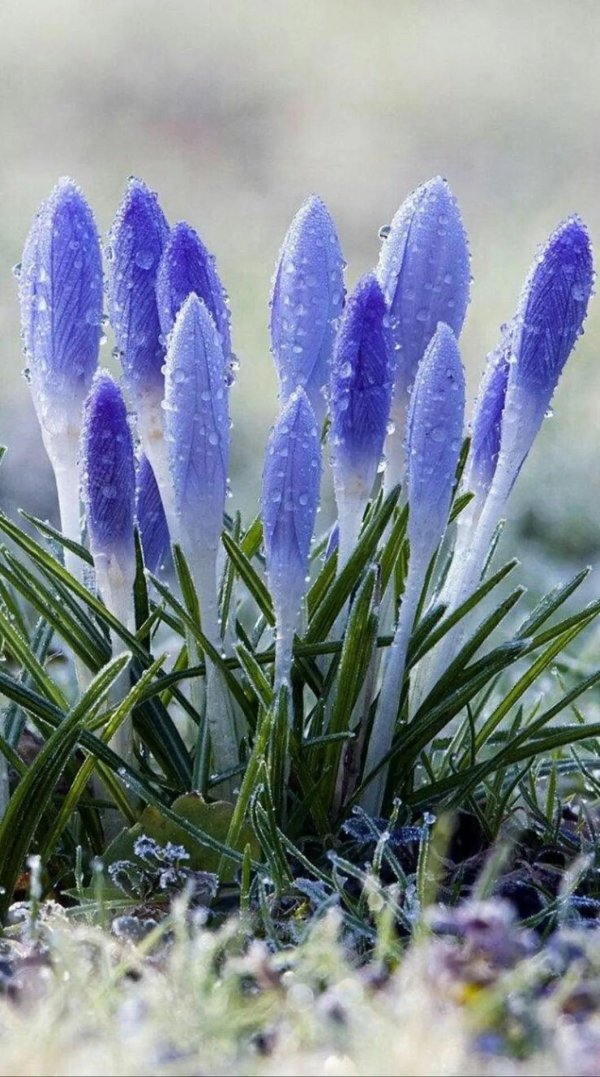 февральские цветы