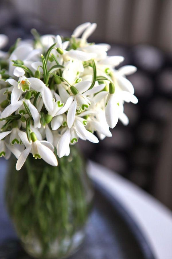 подснежник белый