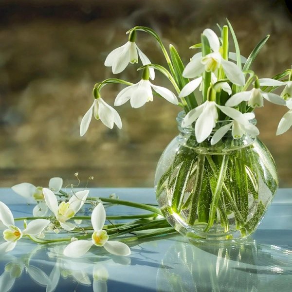 подснежник букет