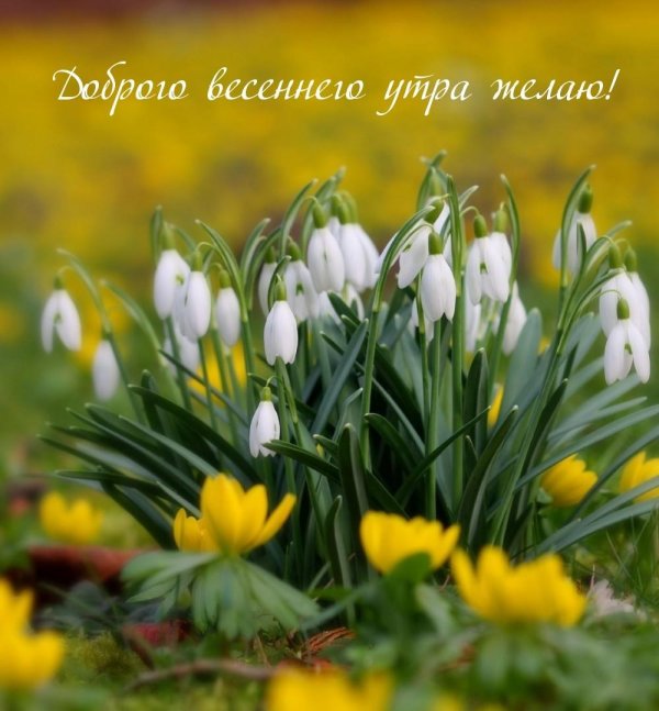 весенние цветы