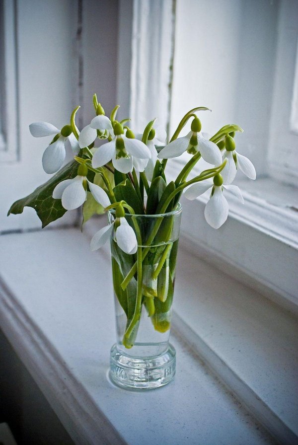 весенний букет подснежников