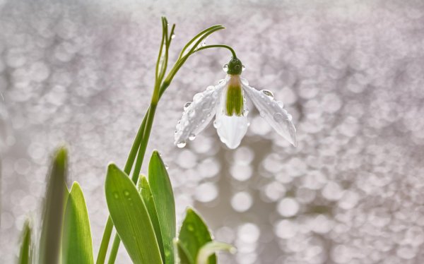 подснежник плосколистный