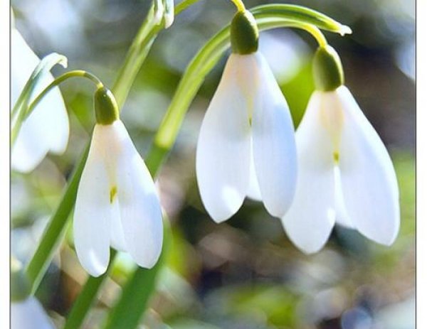 подснежник широколистный