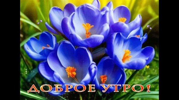 цветок крокус