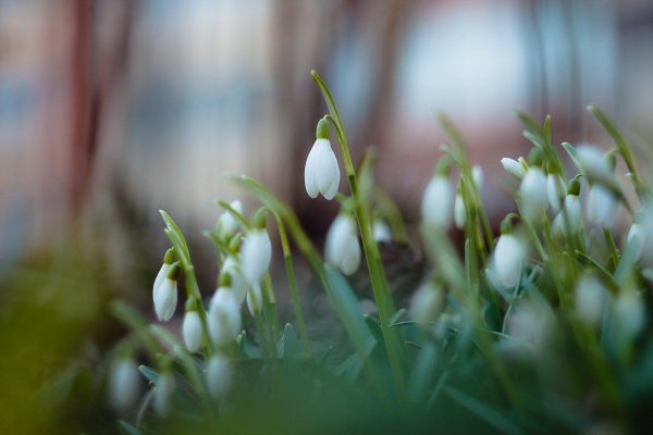 символ весны пролески