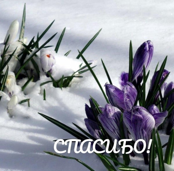 крокусы на снегу