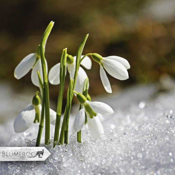 весна подснежник