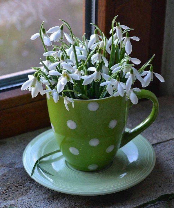 подснежники холодного фарфора