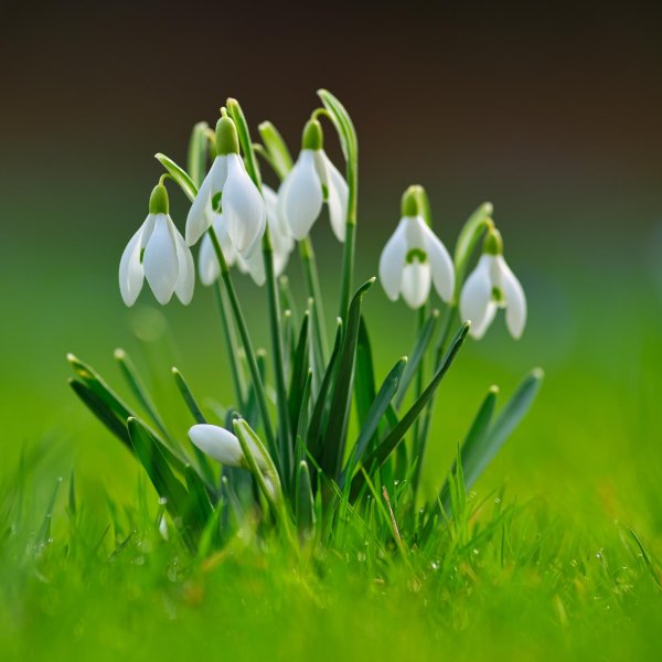 первоцветы галантусы